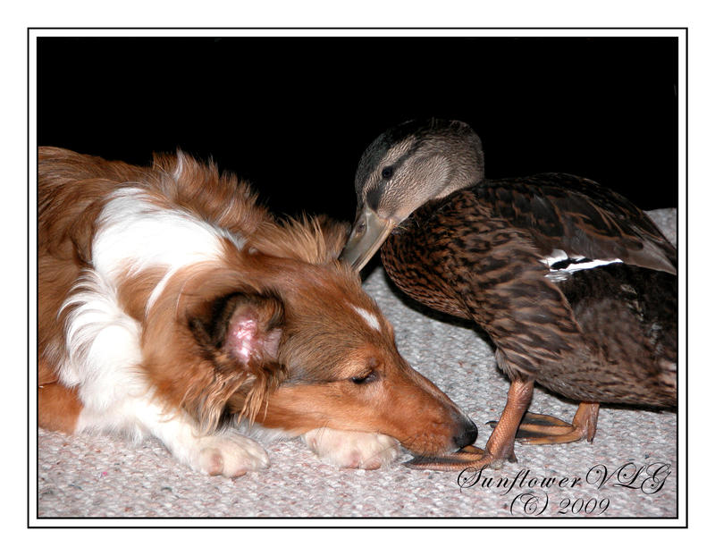 Duck, Duck.....Dog