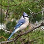 Blue Jay