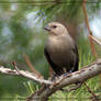 Out on a Limb