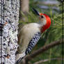 Red-Bellied Woodpecker II