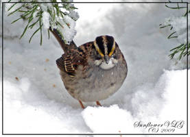 White-throated  Sparrow