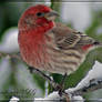 Happy House Finch