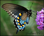 Pipevine Swallowtail by sunflowervlg