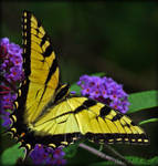 Eastern Tiger Swallowtail by sunflowervlg