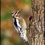 Yellow-bellied Sapsucker