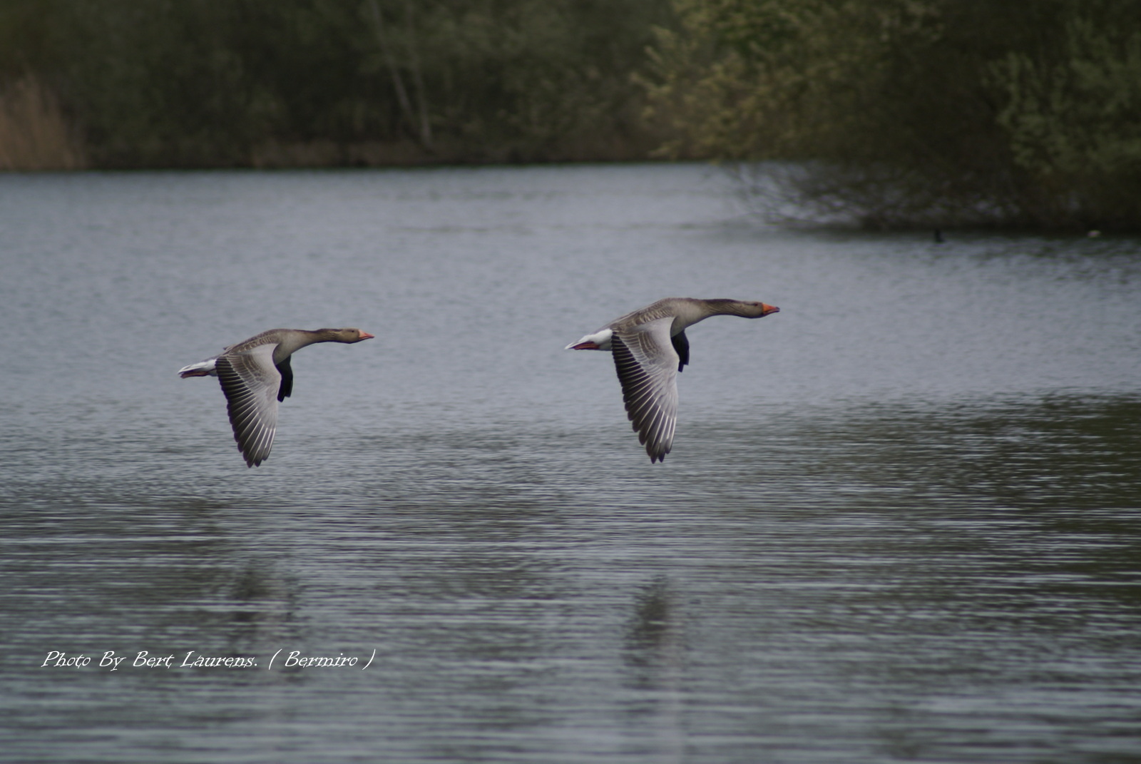 Greylag geese in flight.