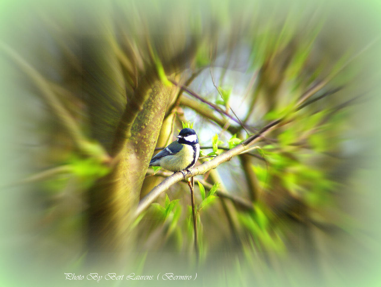 Great tit.