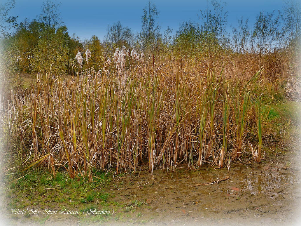 Japanese Reed Stalk Reed stalks. by Bermiro on DeviantArt