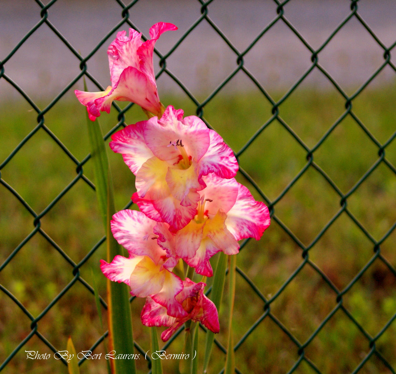 Gladiolus.