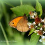 Meadow brown.