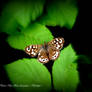 Speckled Wood among the greenery.