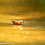 Ruddy shelduck.