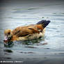 Egyptian goose.