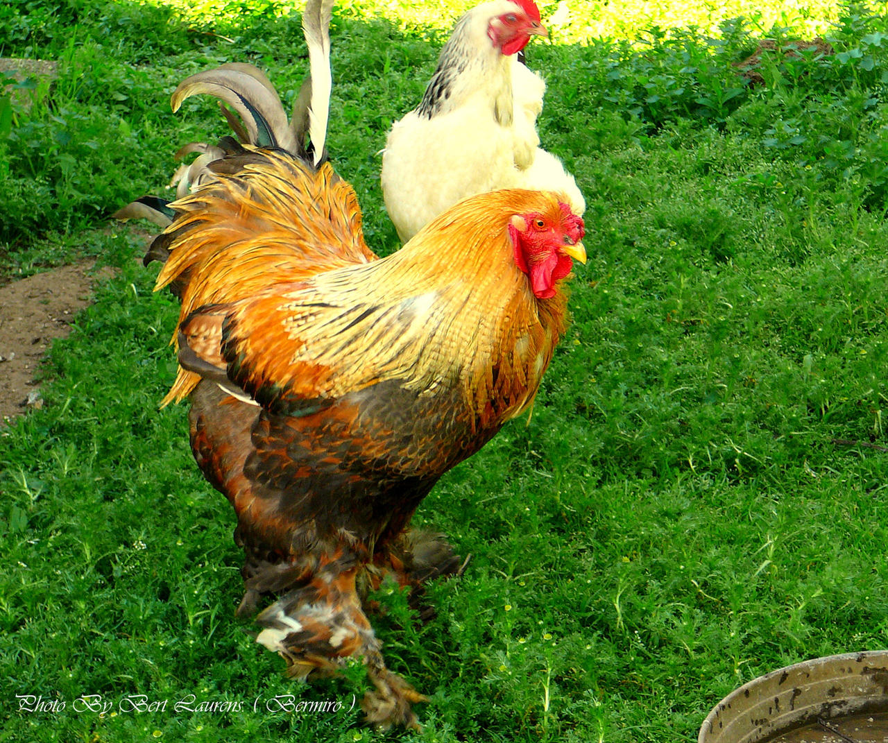 Dutch Bantam