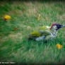 With a green woodpecker give a little effect.
