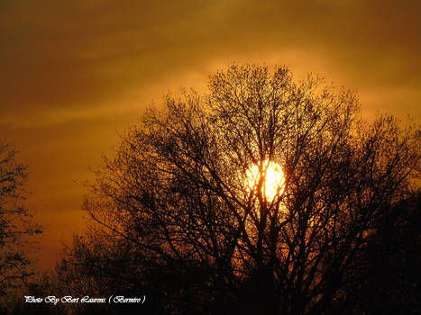 Full sunset behind the tree.