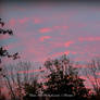 Pink sheep clouds.