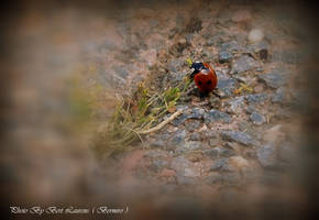 seven-spot ladybird