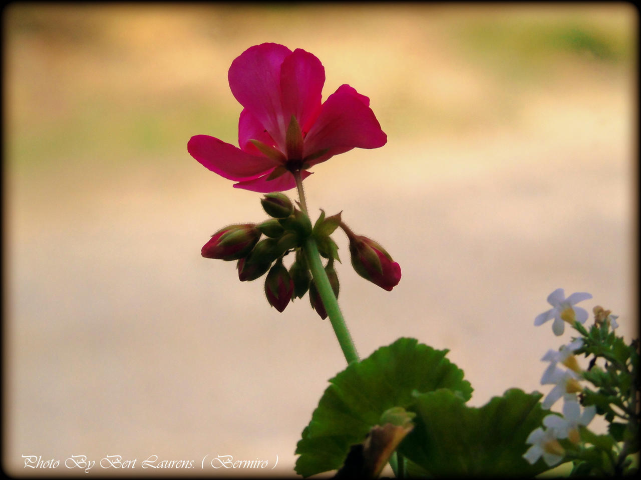 Joke = Flower with offspring. by Bermiro on DeviantArt