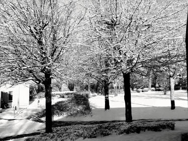 Winter atmosphere in black / white.VIEW FULL SIZE.