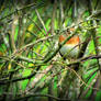 Eurasian bullfinch in the bushes.