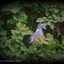 Woodpigeon among leaves.