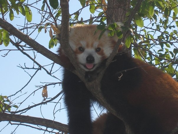 Lazy Red Panda