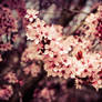 Springcherry