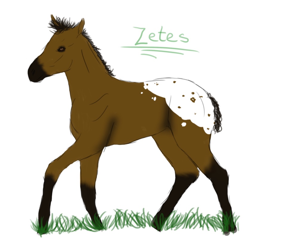 Zetes Foal ref