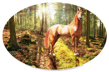 Forest horse