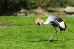 Grey Crowned Crane scanning by janernn