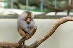 Baboon perch by janernn