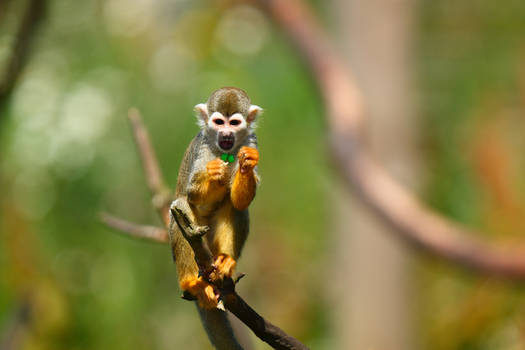 Squirrel monkey