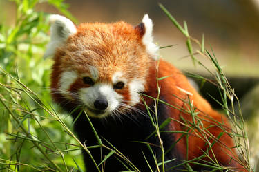 Red Panda cutie