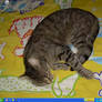 My Desktop, With Cute Cat