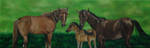 Horses by silvergypsie