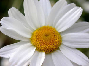 Chamomile.