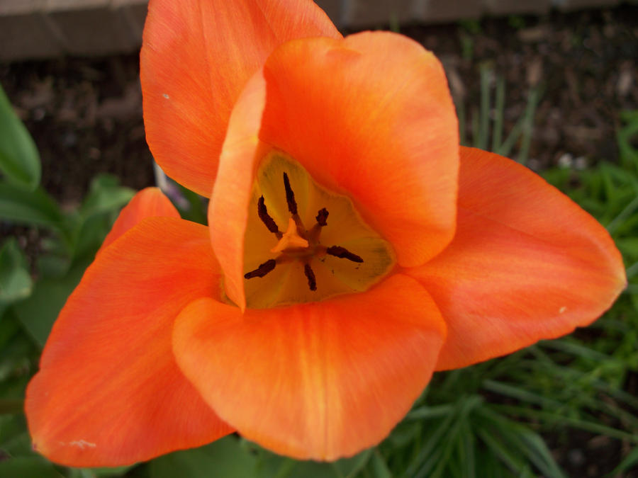 Orange Tulip