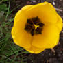 Yellow Tulip