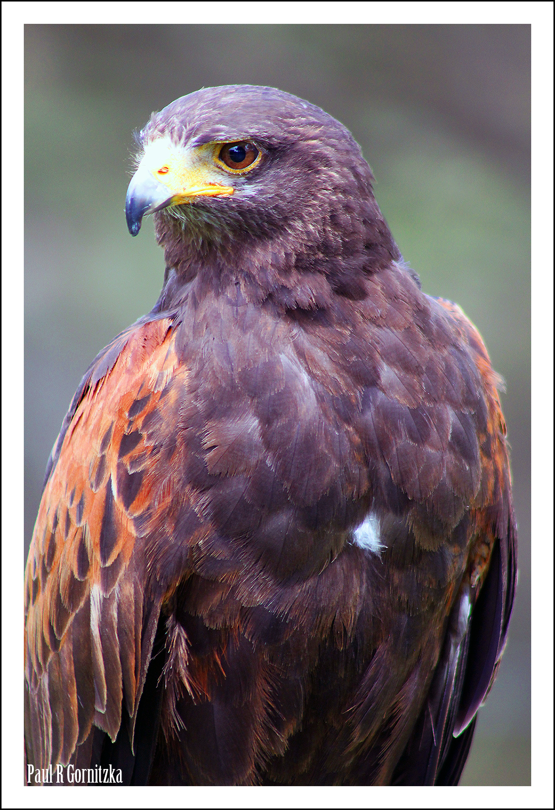 Harris Hawk