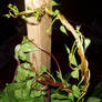 Vines Stock 5