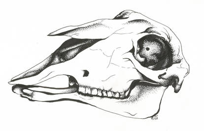 Sheep Skull