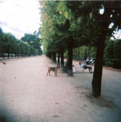 Chien parisienne