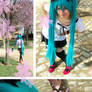 Sakura Blossom - WIM Collage