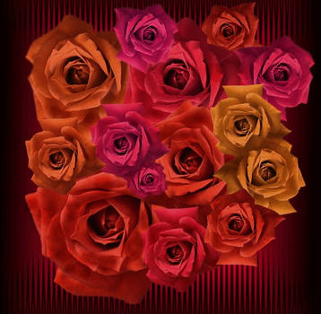 Roses by allison731