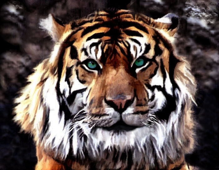 Tiger Portrait by allison731