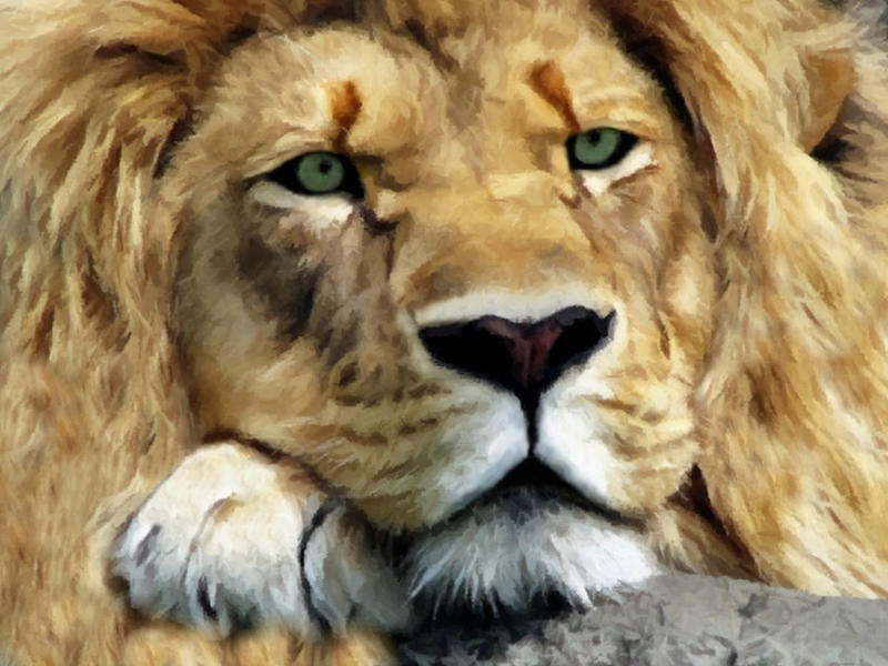 Lion Portrait by allison731 Lion Portrait by allison731