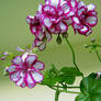 Geranium