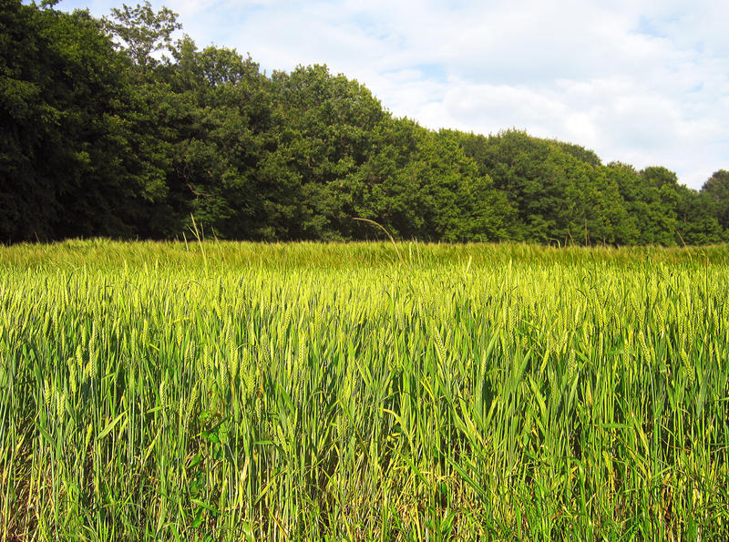 Green Fields by allison731