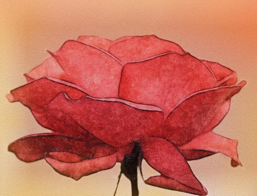 Rose by allison731 Rose by allison731